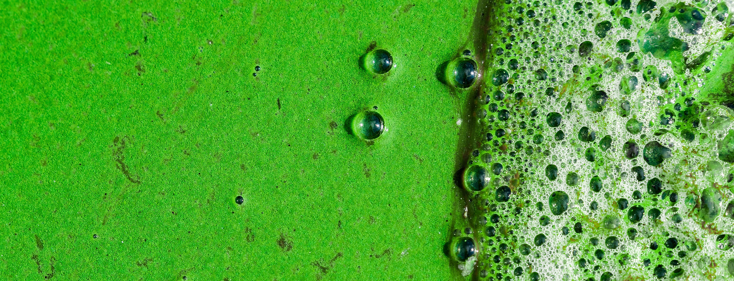 All About Algae - A-Grade Hydroponics