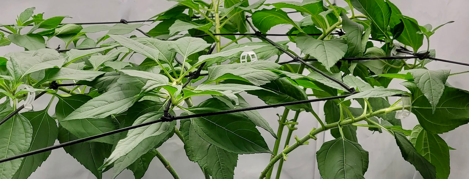 Plant Training Techniques - Basics - A-Grade Hydroponics