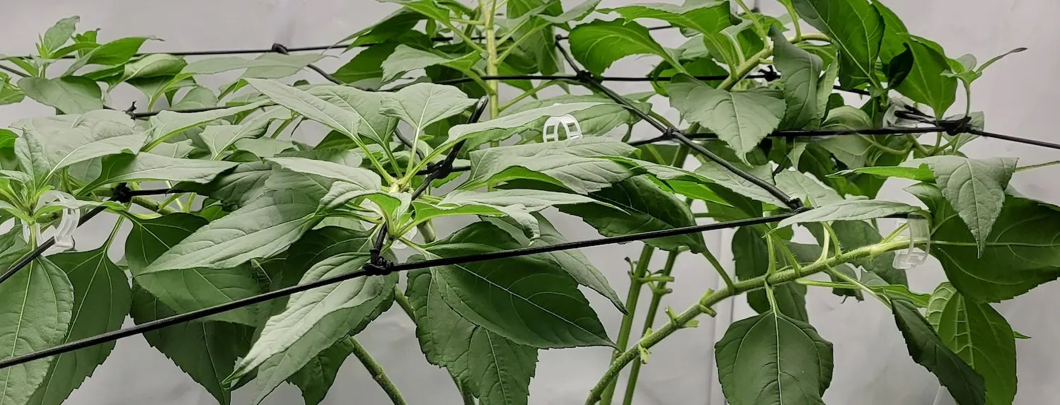 Hydroponic plant training with trellis netting and clips, supporting leafy growth and canopy management in indoor soilless systems.
