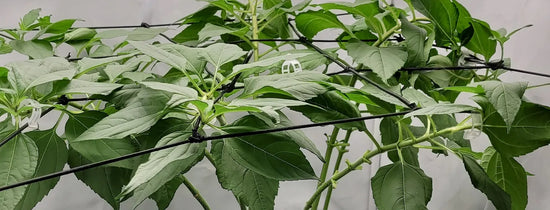 Hydroponic plant training with trellis netting and clips, supporting leafy growth and canopy management in indoor soilless systems.
