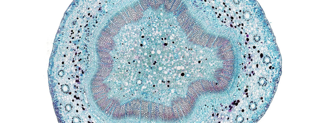 Microscopic cross-section of plant stem tissue showing vascular bundles and cell structure, illustrating nutrient and water transport in hydroponic plant systems