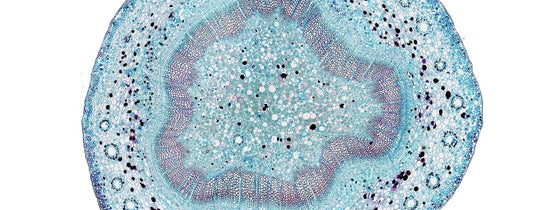 Microscopic cross-section of plant stem tissue showing vascular bundles and cell structure, illustrating nutrient and water transport in hydroponic plant systems