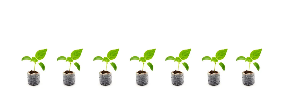 Row of hydroponic seedlings in starter plugs, indoor plant propagation basics