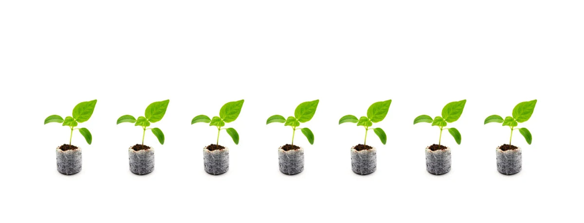 Row of hydroponic seedlings in starter plugs, indoor plant propagation basics