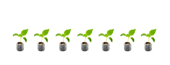 Row of hydroponic seedlings in starter plugs, indoor plant propagation basics