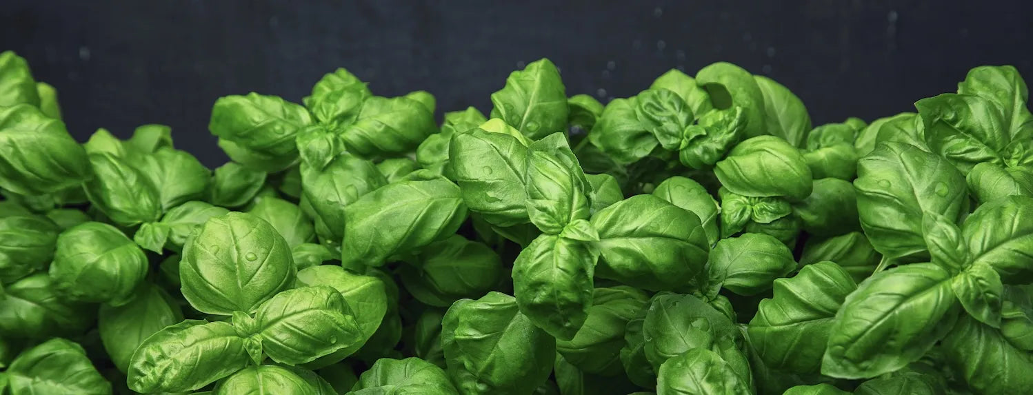 Lush green basil plants growing in a hydroponic system, showing healthy leaves and vigorous growth in soilless cultivation.