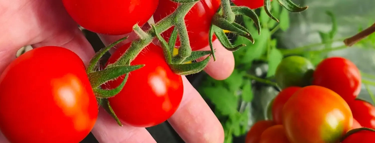 Cherry tomatoes on the vine, a beginner-friendly plant for indoor hydroponic gardens