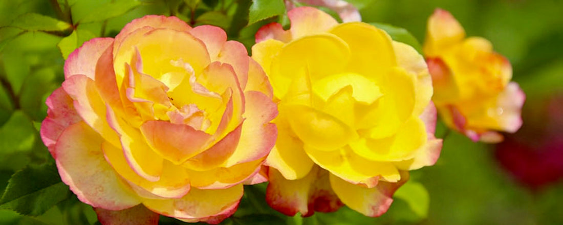 Breeding Hybrids: Hybridization - A-Grade Hydroponics