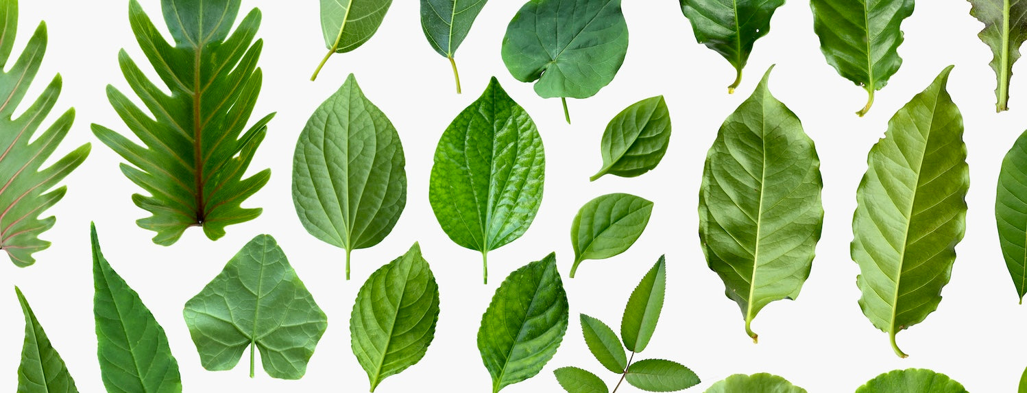 Breeding - Selection of Traits - A-Grade Hydroponics