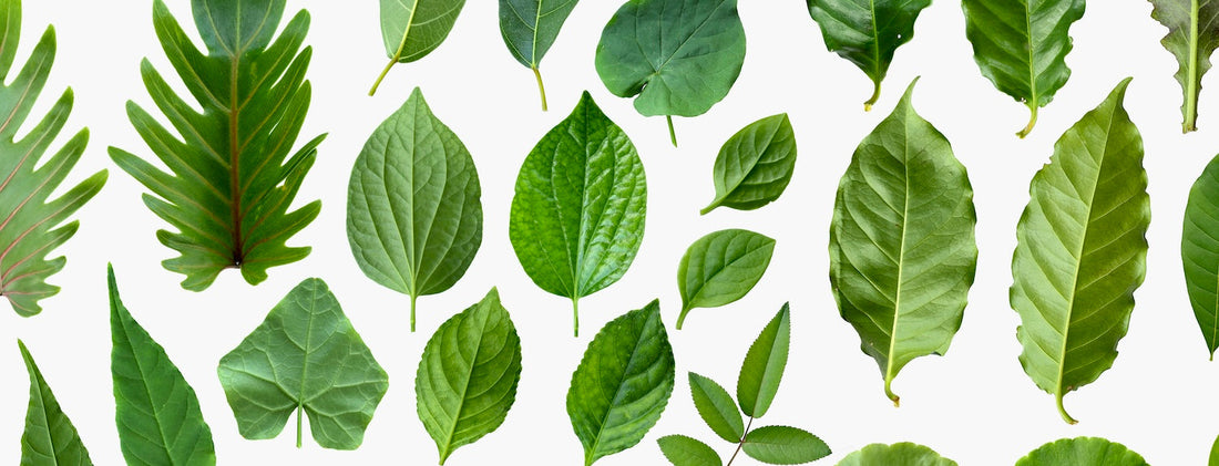 Breeding - Selection of Traits - Part 2 - A-Grade Hydroponics