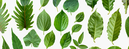 Breeding - Selection of Traits - Part 2 - A-Grade Hydroponics