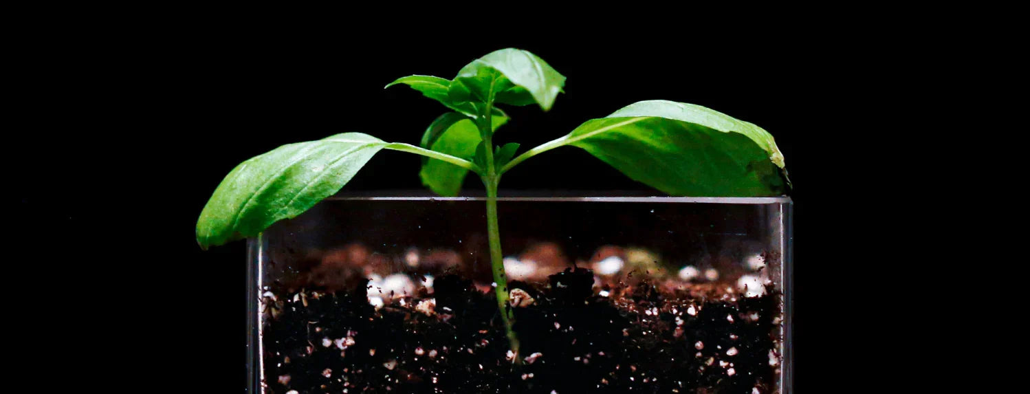 Young seedling growing under horticultural LED grow lights in a hydroponic setup for healthy indoor plant growth and improved yields.