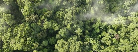 Aerial view of dense forest canopy with mist, representing carbon dioxide (CO₂) role in photosynthesis and plant growth for hydroponic indoor growing systems.
