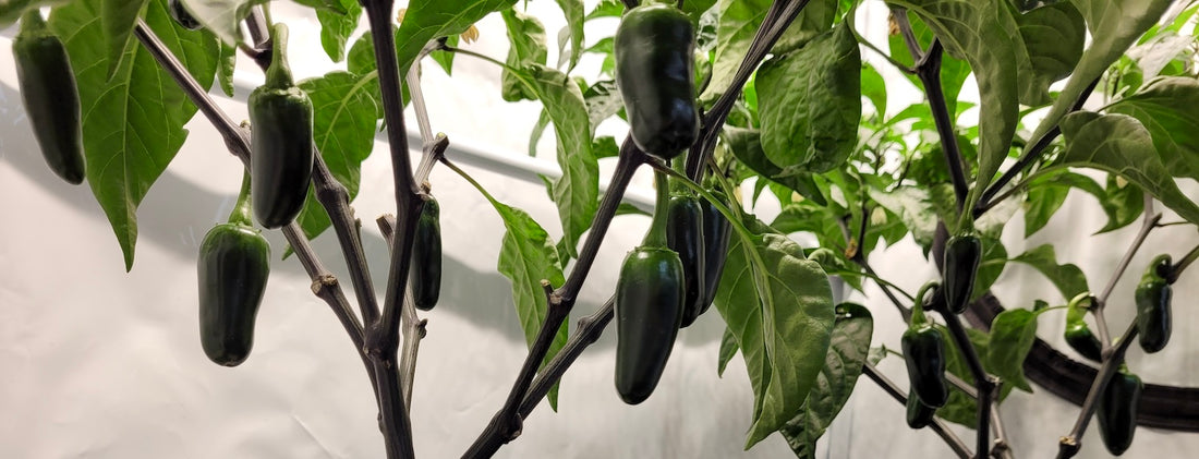 Part One: How to grow and feed Chilli plants