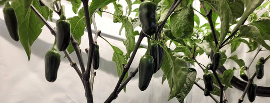 Dark green chilli pods ripening on an indoor hydroponic chilli plant