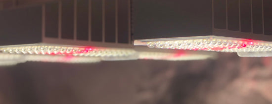 Choosing Hydroponic Grow Lights for Your Grow Room - A-Grade Hydroponics