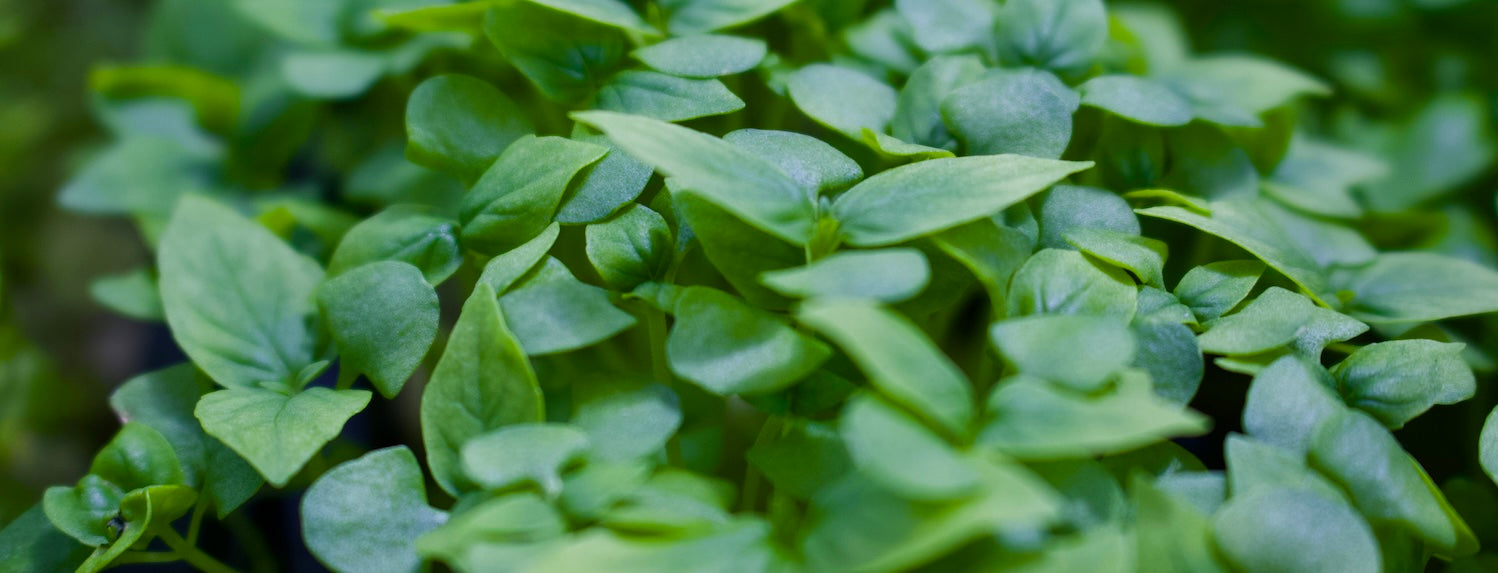 How to make a DIY run to waste system AGrade Hydroponics