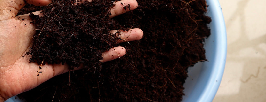Coco Coir in Hydroponics: The Advantages of High CEC