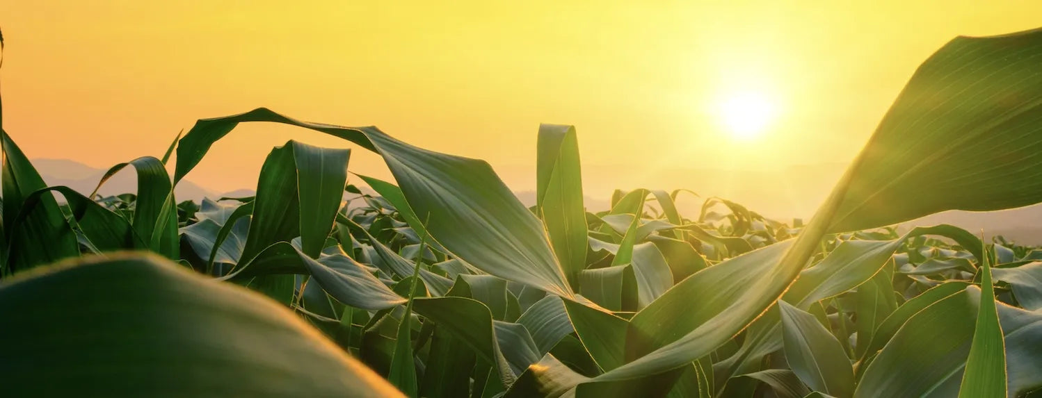 Sunlight shining over crop leaves, illustrating PPFD and DLI light measurements used to optimise hydroponic grow lights and indoor plant lighting schedules.