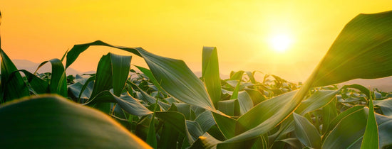 Conversion - Instantaneous PPFD to Integrated PPFD - A-Grade Hydroponics