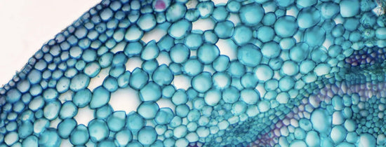 Microscope view of plant vascular tissue showing xylem and phloem for translocation and transpiration in hydroponic growing.