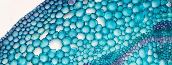 Transportation in Plants: Translocation and Transpiration - A-Grade Hydroponics