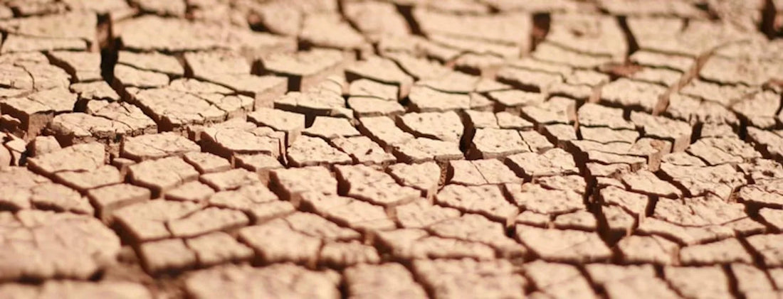 Cracked, dry coco coir surface showing extreme dry back in a hydroponic grow — illustrating the difference between controlled dry back and drying out