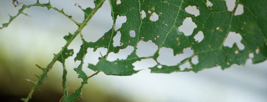 Close-up of pest-damaged plant leaves showing holes caused by spider mites and insect infestations in hydroponic and outdoor gardens.