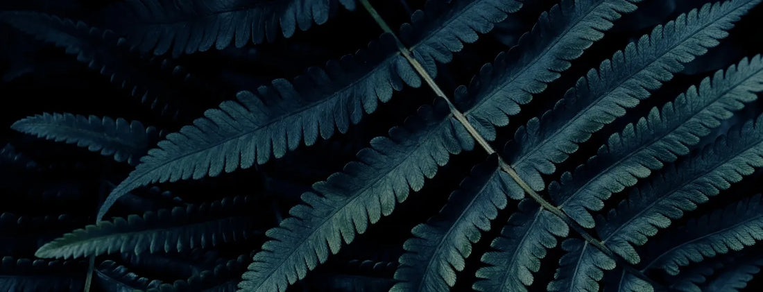 Dark fern leaves representing night-time temperature control in a hydroponic grow room.