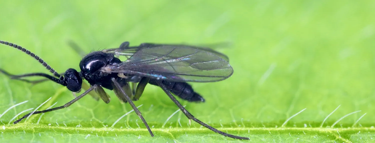 Close-up of a fungus gnat on a plant leaf in a hydroponic grow system, highlighting a common indoor gardening pest that damages plant roots.