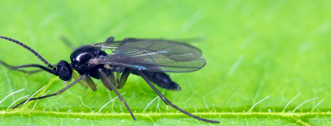 Fungus Gnats & how to get rid of them