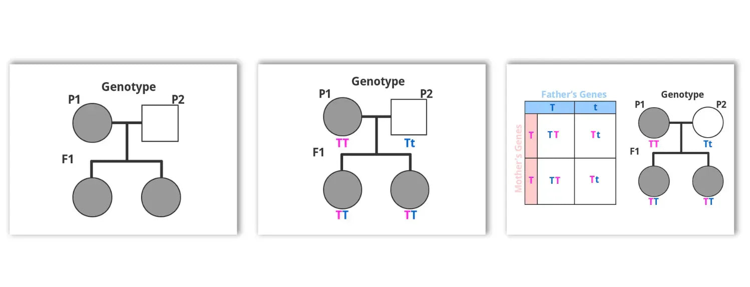 Three plant pedigree diagrams showing genotype inheritance across P and F1 generations, with a Punnett square illustrating a TT mother crossed with a Tt father producing TT and Tt offspring