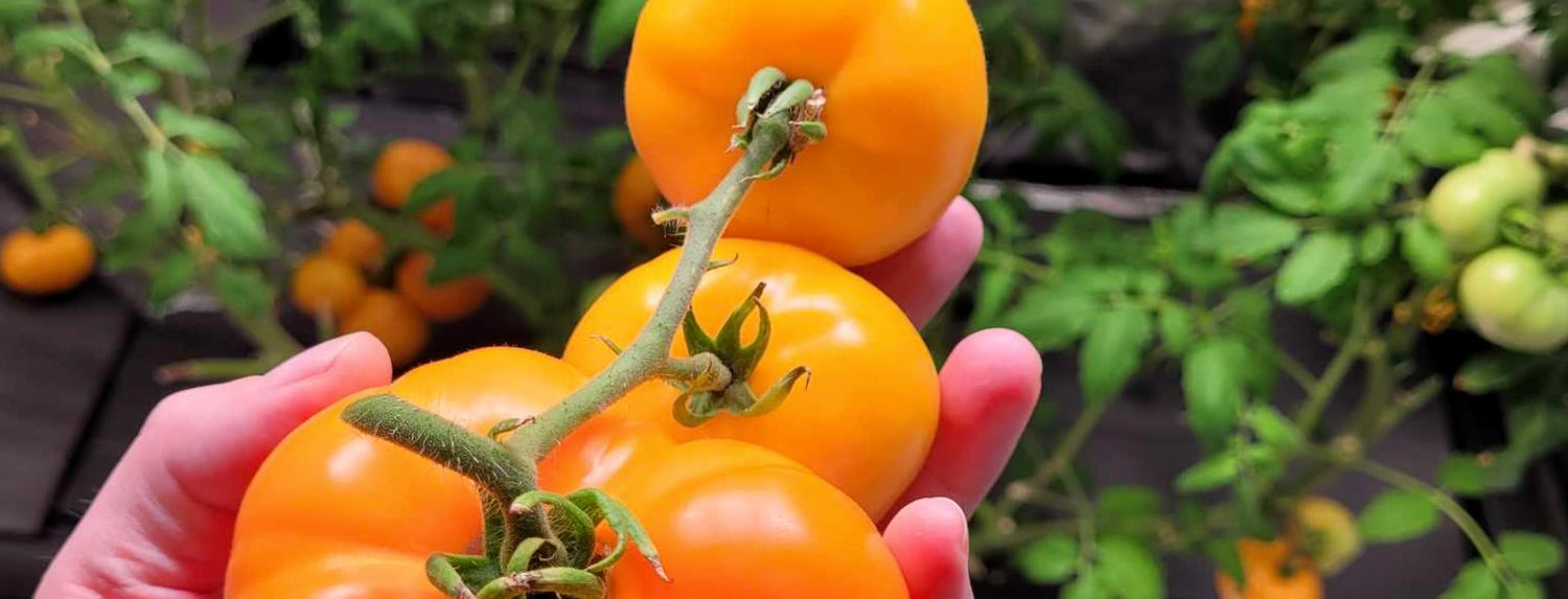 Hydroponic Feeding Guide - Vegetables and Fruit