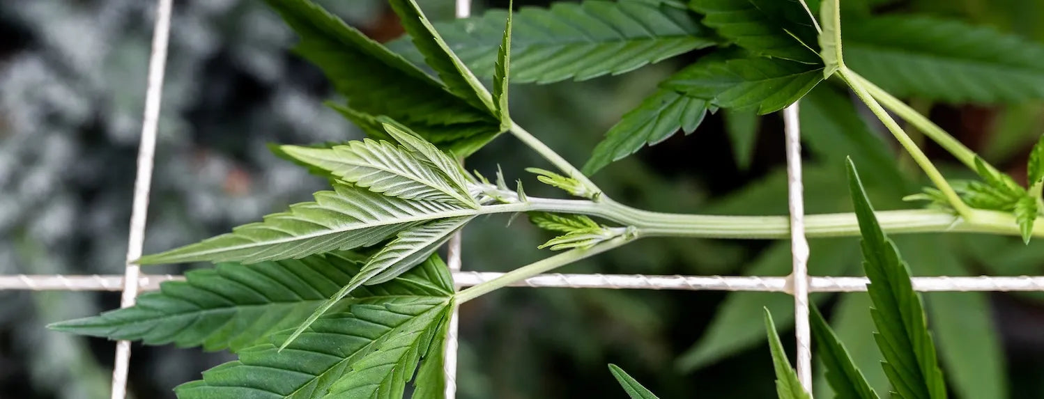 Maximising Plant Yields and Quality with the SCROG Method in ...