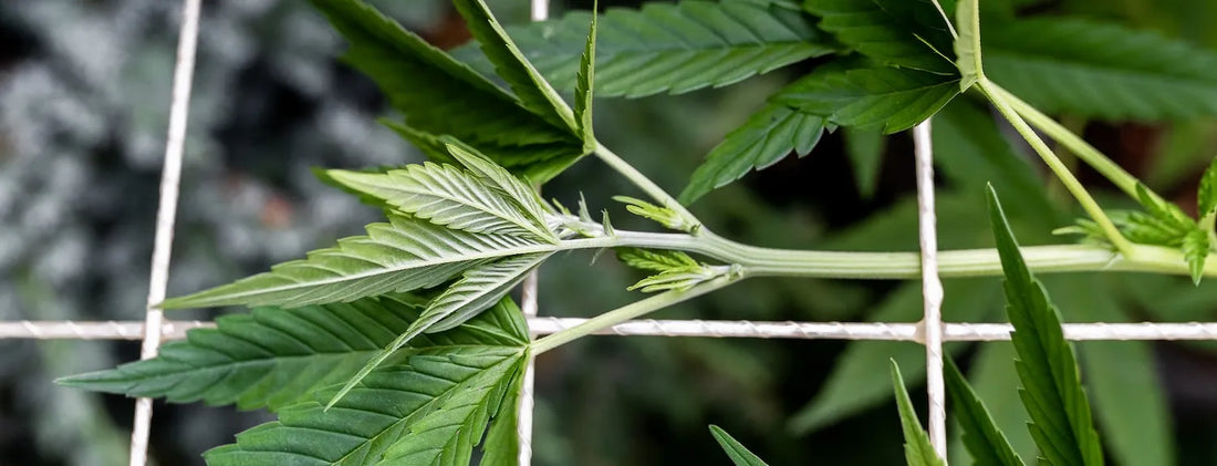 Scrog Training Method Maximising Plant Yields and Quality with the SCROG Method in ...