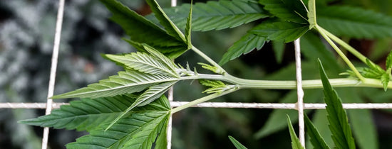 Close-up of hemp plant leaves trained on trellis net, highlighting indoor hydroponic grow setup, plant training techniques and healthy vegetative growth.