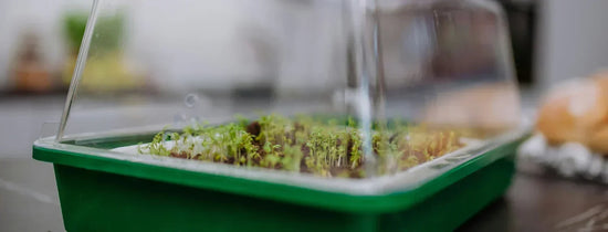 Seedlings sprouting in a hydroponic grow kit propagation tray with humidity dome, ready for indoor growing