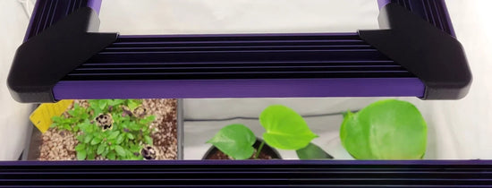 LED grow light positioned above potted seedlings, showing correct grow light distance from plants