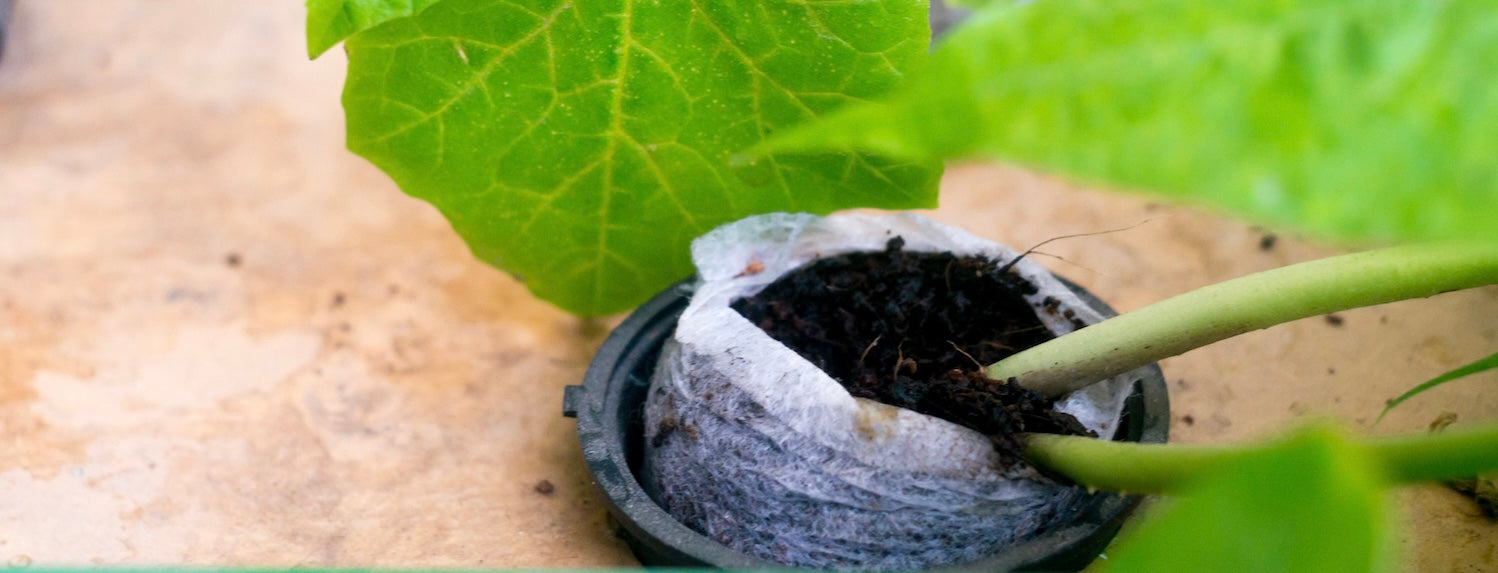 How much do I water/feed my plants? Part 1 - Coco - A-Grade Hydroponics