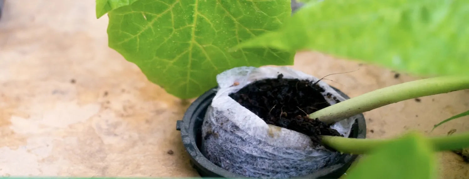 Young plant growing in coco coir within a hydroponic net pot, demonstrating daily watering and nutrient feeding techniques for coco coir and RTW hydroponic systems.