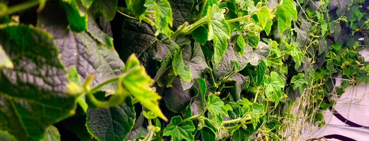 How much do you need to feed your plants? - A-Grade Hydroponics