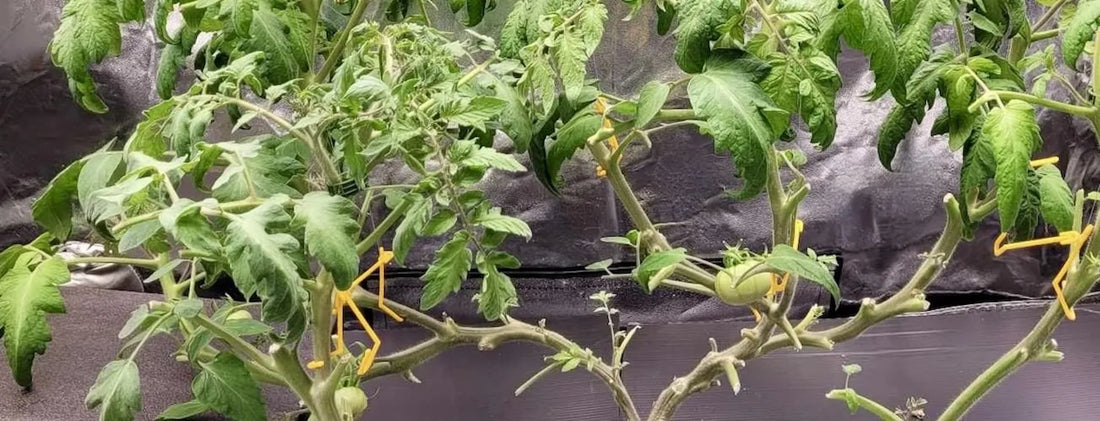 Hydroponic tomato plants showing pruning and defoliation techniques to improve airflow, light penetration and healthy indoor plant growth.