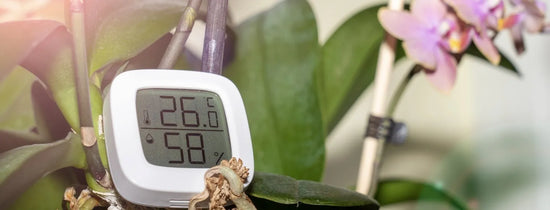Digital hygrometer showing temperature and humidity for calculating VPD in a hydroponic grow room to optimise plant transpiration and nutrient uptake.