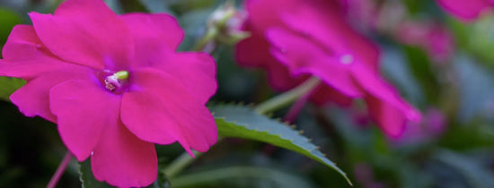 Pink impatiens flowers close-up, healthy blooms grown from cuttings for A-Grade Hydroponics propagation guide