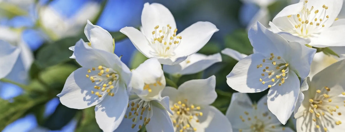 White jasmine flowers in bloom, ideal for hydroponic propagation from cuttings, showing healthy petals and pollen for plant cloning.