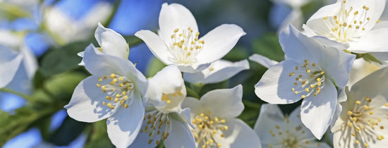 White jasmine flowers in bloom, ideal for hydroponic propagation from cuttings, showing healthy petals and pollen for plant cloning.