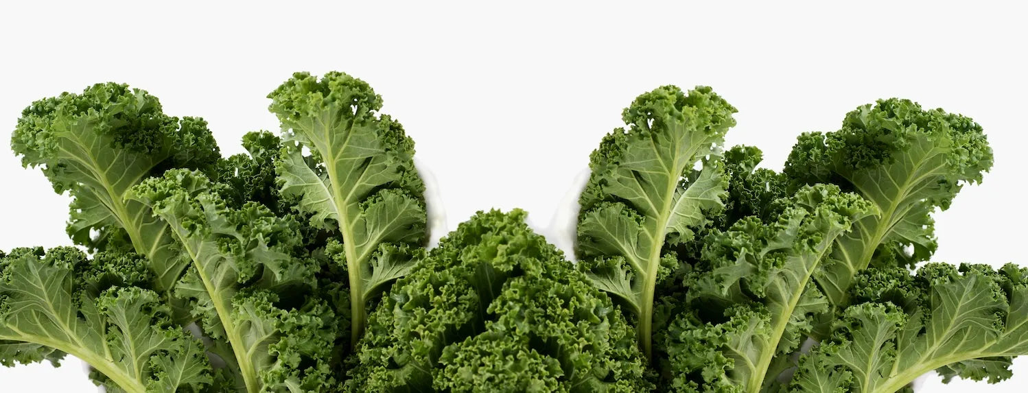 Fresh kale leaves growing in a hydroponic system, showcasing healthy leafy greens and nutrient-rich soilless cultivation.