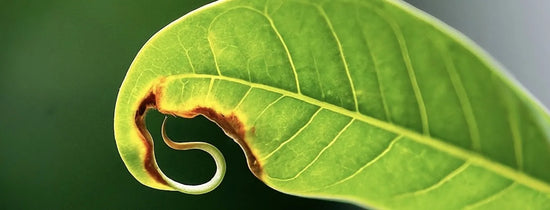 Curled hydroponic plant leaf tip with brown burn edges, showing nutrient burn and pH imbalance symptoms in indoor grow system