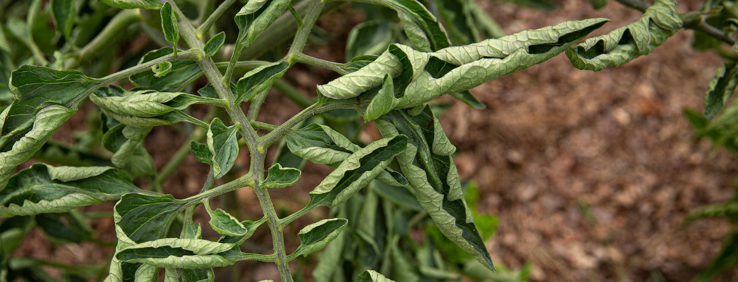 Why are my leaves curling upwards?