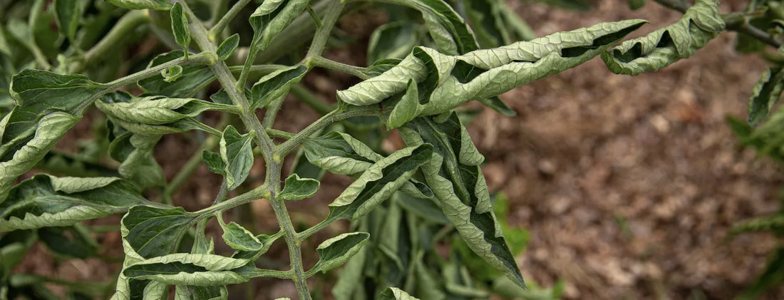 Hydroponic plant with upward curling leaves showing signs of heat stress, nutrient imbalance or environmental issues in an indoor grow room.
